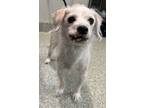 Adopt Peter a Terrier (Unknown Type, Medium) / Mixed dog in Pomona