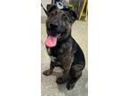 Adopt Brody a Belgian Malinois / Mixed dog in Pomona, CA (41557062)