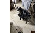 Adopt Mando a Merle Australian Shepherd / Mixed dog in Jacksonville