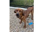 Adopt Big Red a Bloodhound / Mixed dog in Lincoln, NE (41557058)