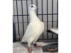 Adopt Snow a Pigeon bird in Monterey, CA (41557056)