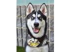 Adopt Roxy a Black - with White Siberian Husky / Mixed dog in Dublin