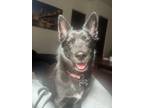 Adopt Presley a Black Mixed Breed (Medium) / Mixed dog in New York