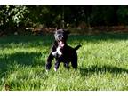 Adopt Big Guy a Black - with White Labrador Retriever / Husky / Mixed dog in