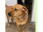 Adopt Jules GCH a Labrador Retriever / Mixed dog in Rockaway, NJ (41556980)
