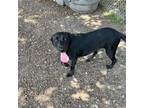 Adopt Darla GCH a Labrador Retriever / Mixed dog in Rockaway, NJ (41556979)