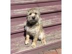 Adopt Ewok - available 5/26 a Brown/Chocolate - with Tan Border Terrier / Cairn
