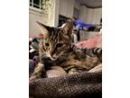 Adopt Hendrix a Tiger Striped Tabby / Mixed (short coat) cat in Los Angeles
