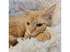 Adopt Sierra a Orange or Red Domestic Shorthair / Mixed (short coat) cat in