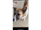 Adopt Quincy a White - with Brown or Chocolate Anatolian Shepherd / Mixed dog in