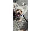 Adopt Charlie a Yorkshire Terrier, Mixed Breed