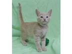 Adopt Buffie - 39760 a Orange or Red Domestic Shorthair / Mixed (short coat) cat
