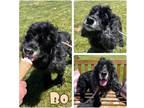 Adopt Bo a Cocker Spaniel / Mixed dog in Pierceton, IN (41556030)