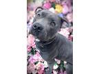Adopt Lyla a Merle American Pit Bull Terrier / American Staffordshire Terrier /