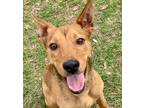 Adopt Champ *VIP* a Brindle Shepherd (Unknown Type) / Mixed Breed (Medium) /