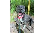 Adopt SOCKS a Brindle - with White Mixed Breed (Medium) / Mixed dog in Pegram