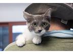 Adopt Ester a Gray or Blue (Mostly) Domestic Shorthair (short coat) cat in