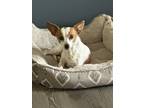 Adopt Jazzy a White - with Red, Golden, Orange or Chestnut Jack Russell Terrier