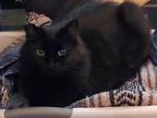 Adopt Mama Kitty (bonded) a All Black Domestic Longhair / Mixed (long coat) cat
