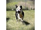 Adopt Stella a Black - with White American Pit Bull Terrier / American