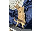 Adopt Angelica a Orange or Red Domestic Shorthair / Mixed (short coat) cat in