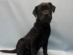 Adopt Remy a Black Shar Pei / Mixed Breed (Medium) / Mixed (short coat) dog in
