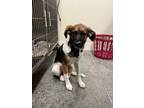 Adopt Beethoven a German Shorthaired Pointer / Great Pyrenees / Mixed dog in