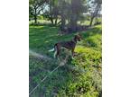 Adopt Brooklyn a German Shorthaired Pointer / Great Pyrenees / Mixed dog in