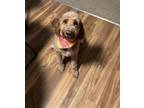 Adopt Remi a Red/Golden/Orange/Chestnut - with White Goldendoodle / Mixed dog in