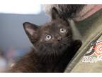 Adopt Mugsy a All Black Domestic Shorthair (short coat) cat in Slidell