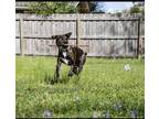 Adopt Tyga a Brindle Labrador Retriever / Bull Terrier / Mixed dog in Atlanta
