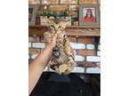 Adopt Zuko a Spotted Tabby/Leopard Spotted Bengal / Mixed (short coat) cat in