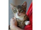 Adopt Quinn a Domestic Shorthair / Mixed (short coat) cat in North Fort Myers