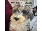 Adopt Yankee Doodle #2045 a Poodle