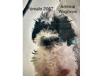 Adopt Admiral Wagmore #2041 a Poodle