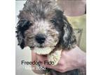 Adopt Freedom Fido #2058 a Poodle