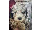 Adopt Major Barkington #2041 a Poodle