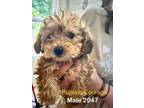 Adopt Puptain Courage #2047 a Poodle