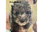 Adopt Braveheart #2051 a Poodle