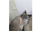 Adopt Silky a Cream or Ivory (Mostly) Siamese / Mixed (short coat) cat in Palm