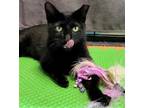 Adopt Truffle #easy-going-easy-care-easy-to-love a All Black Bombay / Mixed