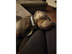 Adopt Bentley a Gray/Blue/Silver/Salt & Pepper American Pit Bull Terrier / Mixed