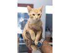 Adopt Keg a Orange or Red Tabby Domestic Shorthair (short coat) cat in Slidell