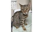 Adopt Marceline a Domestic Shorthair / Mixed cat in Sudbury, ON (41556614)