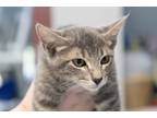 Adopt Natty a Gray, Blue or Silver Tabby Domestic Shorthair (short coat) cat in