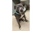 Adopt Ghost a American Pit Bull Terrier / Mixed dog in Oakland, CA (41556603)