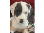 Adopt Boston Cream SS D2024 KY a White - with Gray or Silver Airedale Terrier /