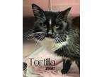 Adopt Tortilla a Domestic Longhair / Mixed cat in Oak Ridge, TN (41555679)