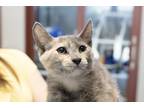 Adopt Shandy a Tortoiseshell Domestic Shorthair (short coat) cat in Slidell