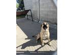 Adopt Lady Whistledown a Mastiff / Mixed dog in Stouffville, ON (41556616)